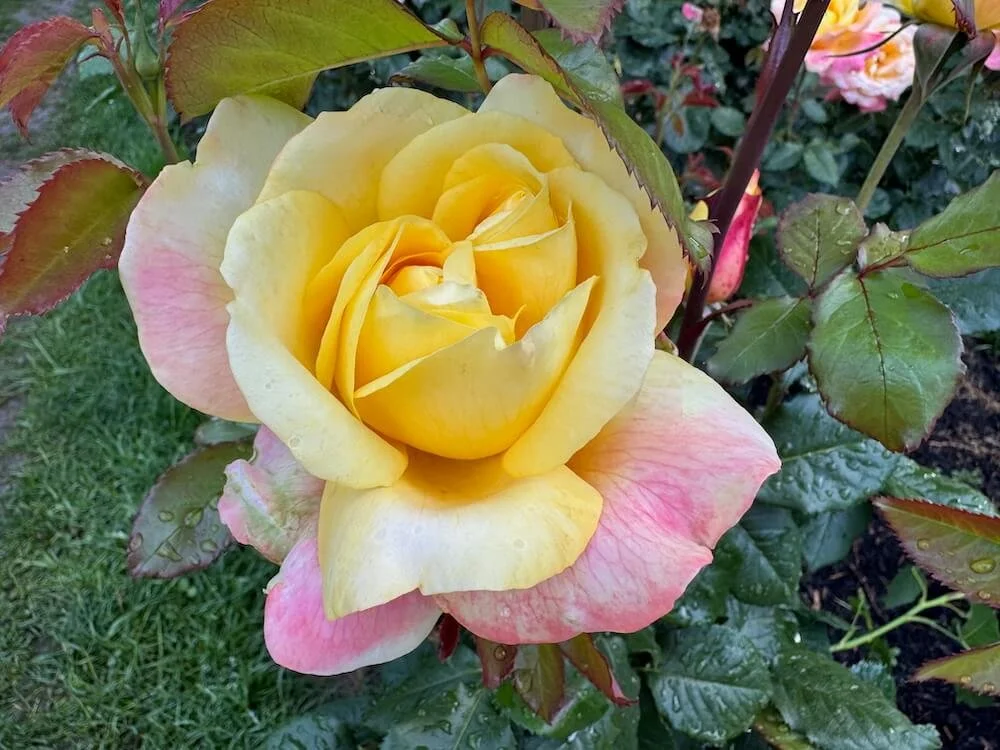 Rosa 'Alex's Lemonade Stand' (Alex's Lemonade Stand Grandiflora